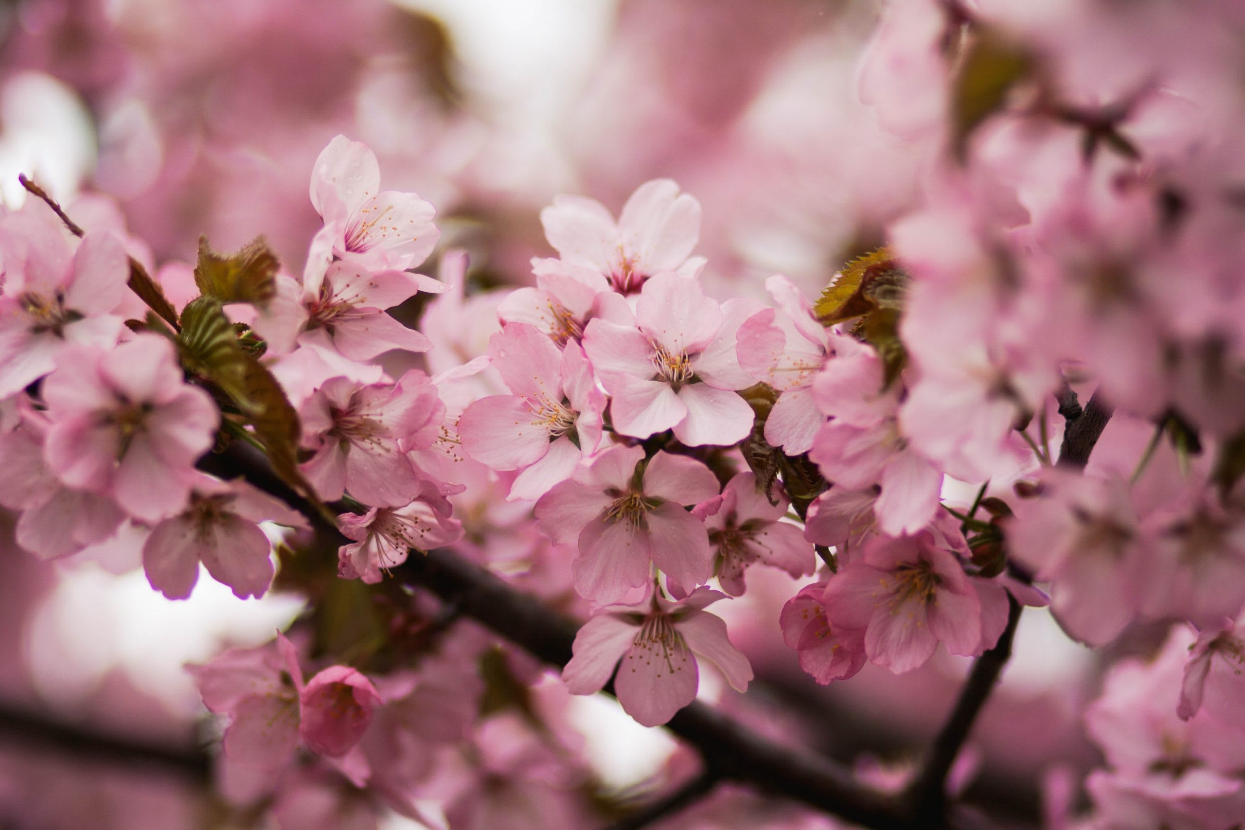 Весной в Праге весь Петршинский холм утопает в розовых пахучих лепестках. <em>Источник фото: Shutterstock.</em>