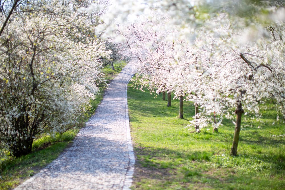 Найкрасивіший сезон – квітень-травень, коли на Петршинському пагорбі цвітуть сади. Джерело фото: Shutterstock.
